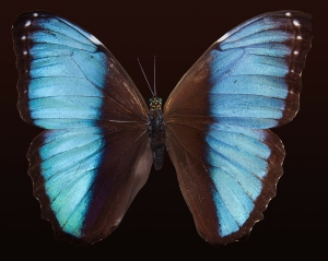 butterfly-176133_1280