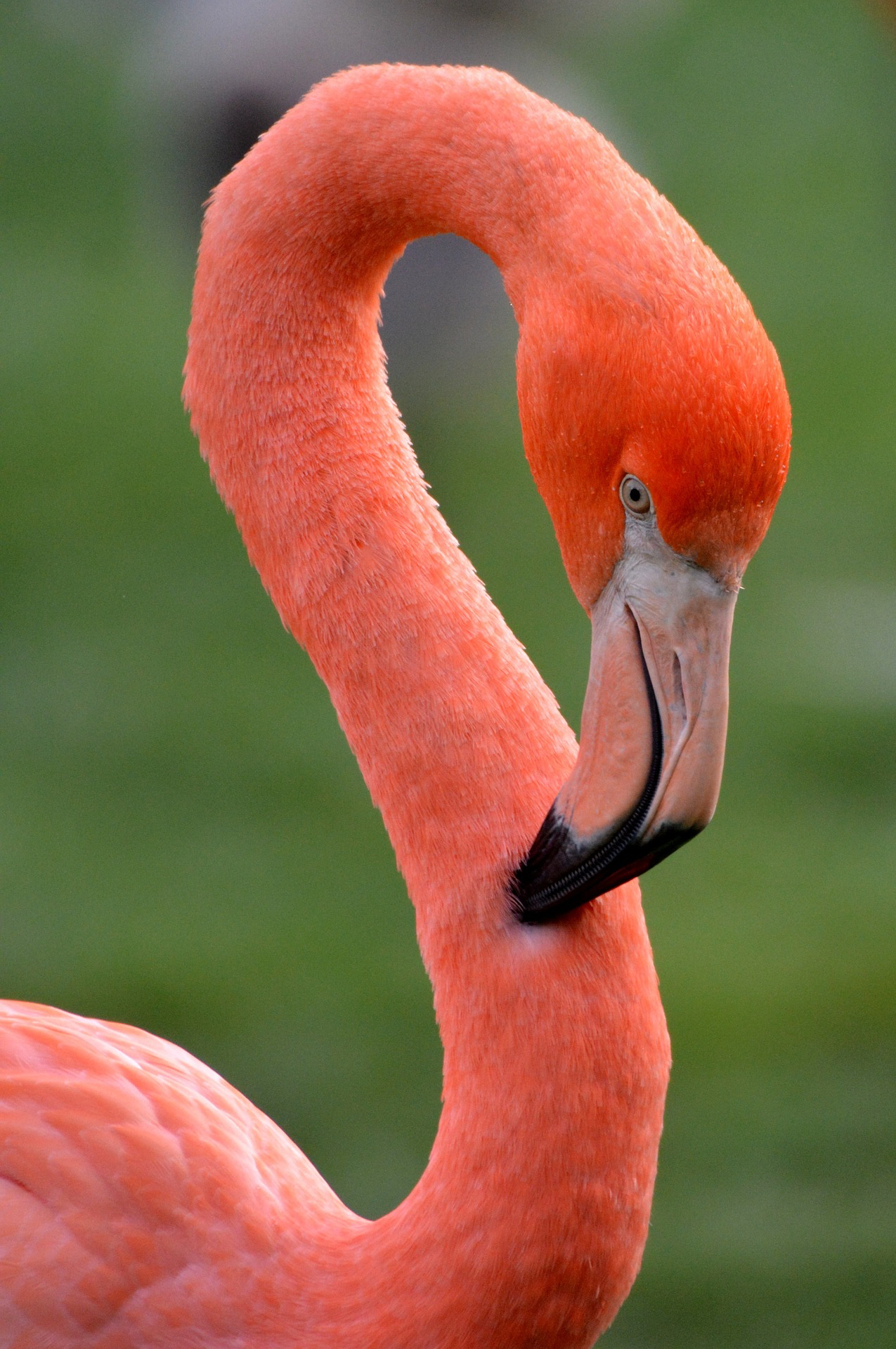 Pinterest Flamingo