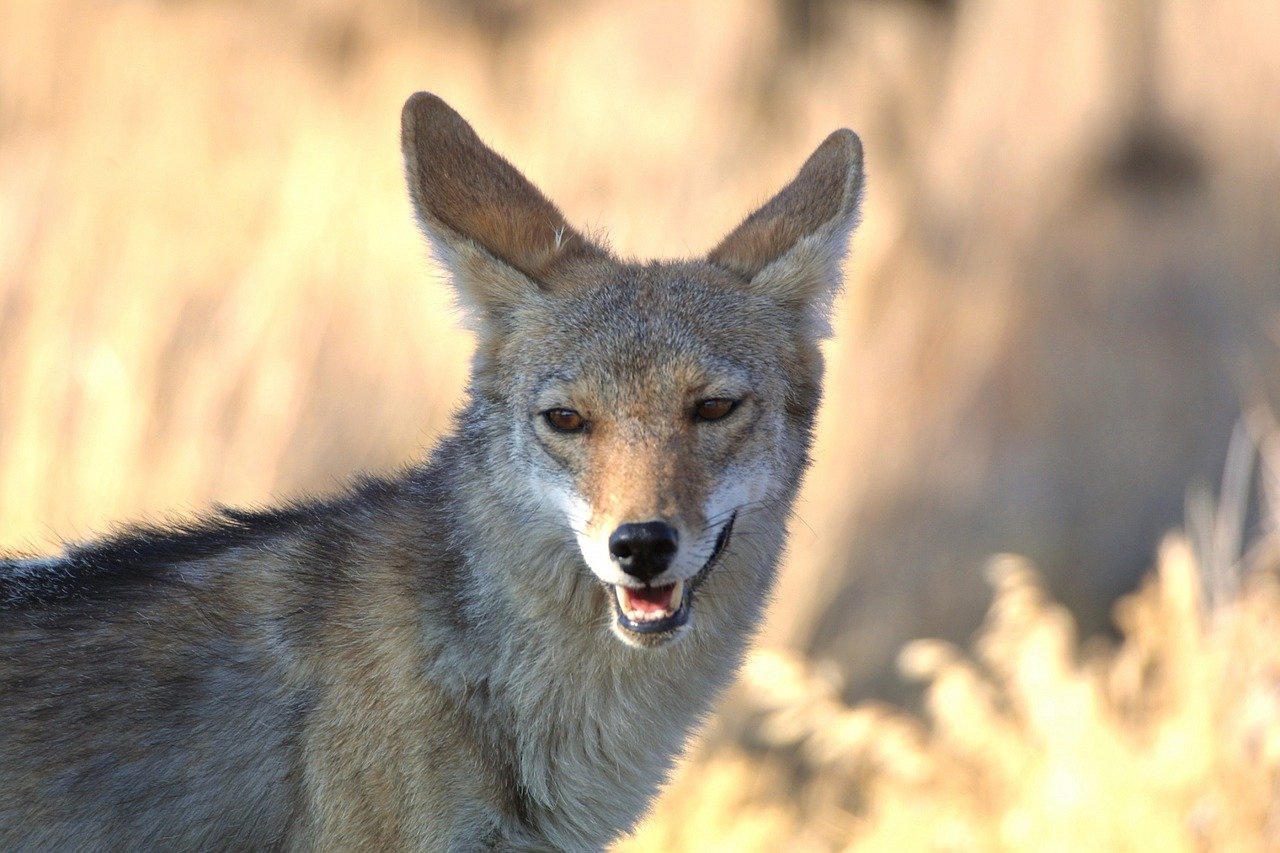 coyote-1622666_1280